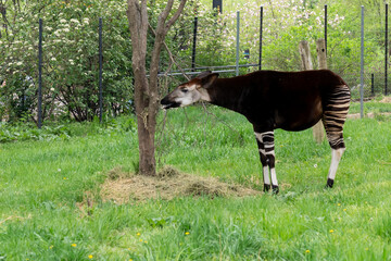 An okapi (Okapia johnstoni) in a Zoo. The okapi is an artiodactyl mammal that is endemic to the...