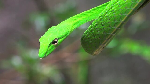 Portrait of long snout vine snake in the tree