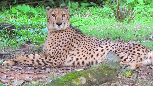 Cheetah resting on ground in the shade of trees