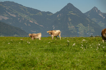 Cows in a mountain field. Cow at alps. Brown cow in front of mountain landscape. Cattle on a...
