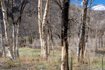 Fototapeta premium Burned dead trees after forest fire. 