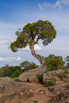 A twisted juniper tree trunk at Dragon Point in Black Canyon of the Gunnison National Park, near Montrose, Colorado, United States.