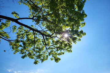 Fototapeta premium A glint of sunlight in the foliage of trees against a blue sky