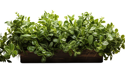 Fototapeta premium Dense green garden bushes, showcasing vibrant leaves for landscaping and eco-themed projects.