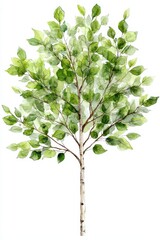 A vibrant tree illustration showcasing lush green leaves and a slender trunk, symbolizing nature and growth.