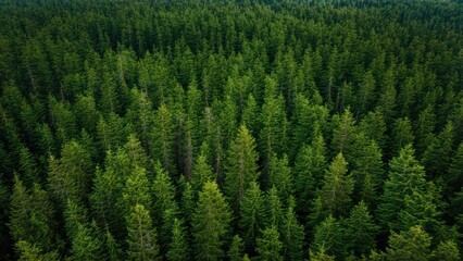 Obraz premium Aerial view of a forest of evergreen trees in a mountainous area