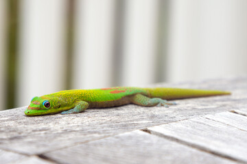 Green gecko lizard on wood