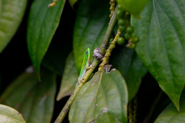 Naklejka premium green lizard on a branch