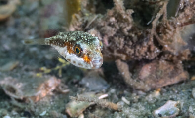 A Baby Band Tail Puffer Fish (Sphoeroides spengleri) at the Blue Heron Bridge, Phil Foster Park, Riviera Beach, Florida