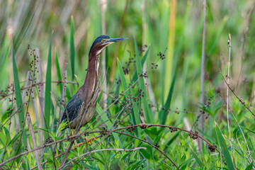 A green heron, Butorides virescens, perched in a grassy area in a wetland near Culver, Indiana
