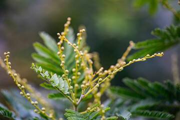 mimosa cultivation - beautiful plant - care, Acacia dealbata