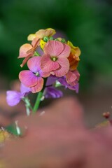 Obraz premium Close up of pink wallflowers in bloom