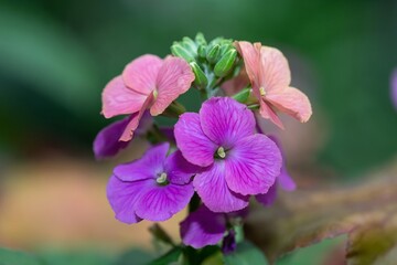 Fototapeta premium Close up of pink wallflowers in bloom