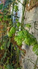 Hops in the village near the house