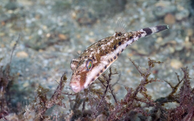 Bandtail Puffer Fish (Sphoeroides spengleri) at the Blue Heron Bridge, Phil Foster Park, Riviera Beach, Florida