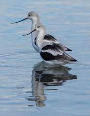 American Avocets Foraging in Wetlands. Palo Alto Baylands, Santa Clara County, California, USA.