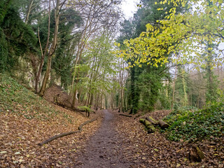 Path through a wood in winter with fallen leaves
