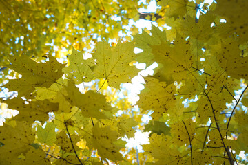 Montreal,Canada : Autumn scenes from Montreal, Canada. The colors in the city's parks are vibrant during the fall season.