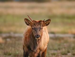 Fototapeta premium Adorable Elk Calf 