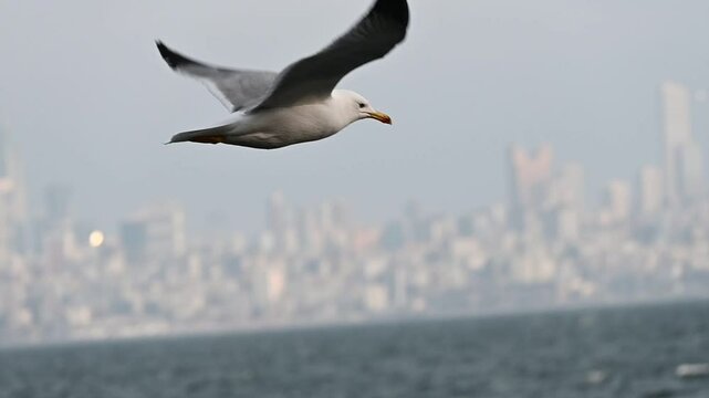 Seagull Soaring in Clear Blue Sky. A graceful seagull flying high against a pale blue sky, capturing the freedom and tranquility of nature.

