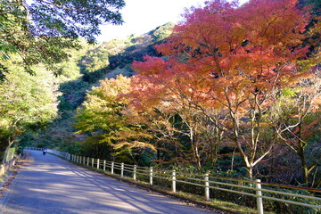 道路沿いの紅葉