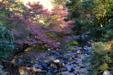 紅葉とせせらぎ