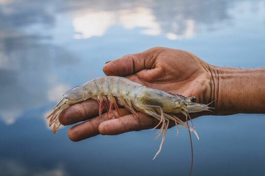 Hand holding shrimp over water