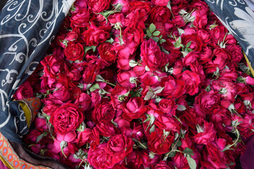 View above a bag of freshly picked red roses in a farmers flower market in Jaipur, Rajasthan, India