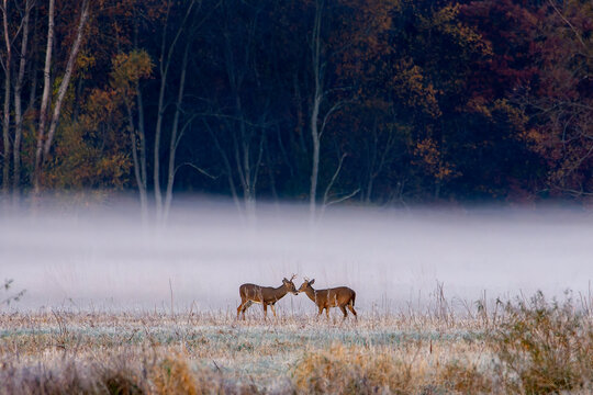 Fog hugs the ground behind two young bucks learning to spar at a wildlife refuge in northern Indiana