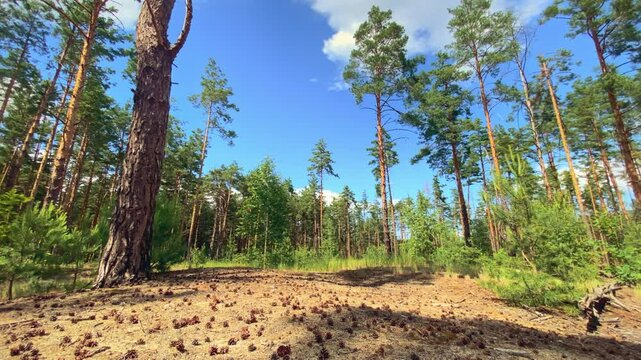 Coniferous forest, cones on the ground, beautiful running clouds. Ukraine.