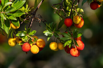 Close up of the strawberry tree (Arbutus unedo) ripe red fruits ready to eat and yellow ones still needing another year to mature, a little in the shade
