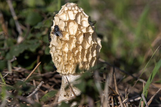 A stinkhorn (Phallus impudicus) with its foul-smelling gleba attracts flies, which carry away the spores of the fungus.