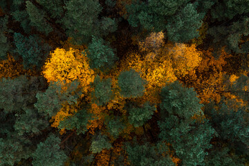 An aerial perspective reveals a forest canopy with deep green pines and vibrant yellow and orange deciduous trees, illustrating autumn's color transition.