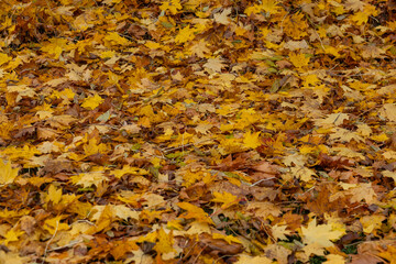 A textured surface of layered autumn leaves in yellow and brown covers the ground, emphasizing the natural pattern and seasonal transition.