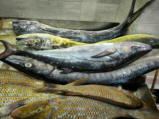 Fish market. Fresh fish on the counter. Day. Autumn. Egypt.