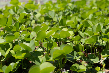close up view of lucky plant.