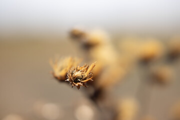 amazing macro view of beige lower