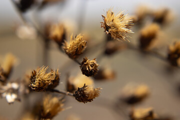 amazing macro view of beige lower