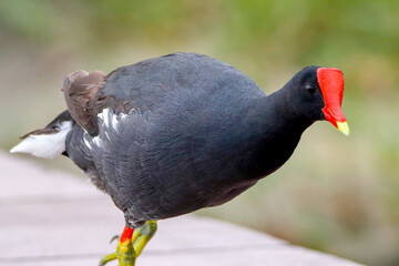 Rio de Janeiro, RJ, 12/01/2024 - Common moorhen, waterhen, galinha d'água, frango d'água, Gallinula chloropus, on Rodrigo de Freitas Lagoon, Rio de Janeiro South Zone