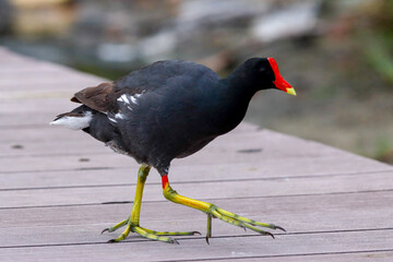Rio de Janeiro, RJ, 12/01/2024 - Common moorhen, waterhen, galinha d'água, frango d'água, Gallinula chloropus, on Rodrigo de Freitas Lagoon, Rio de Janeiro South Zone