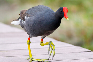 Rio de Janeiro, RJ, 12/01/2024 - Common moorhen, waterhen, galinha d'água, frango d'água, Gallinula chloropus, on Rodrigo de Freitas Lagoon, Rio de Janeiro South Zone