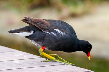 Rio de Janeiro, RJ, 12/01/2024 - Common moorhen, waterhen, galinha d'água, frango d'água, Gallinula chloropus, on Rodrigo de Freitas Lagoon, Rio de Janeiro South Zone