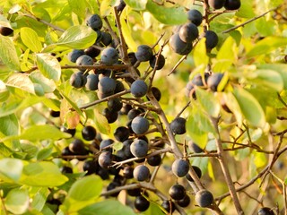 Fruits of blackthorn or sloe (Prunus spinosa) on the bush. Sweden