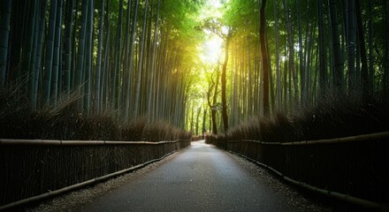 Fototapeta premium A serene path in a bamboo forest with sunlight filtering through
