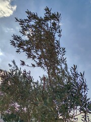 View of tree leaves