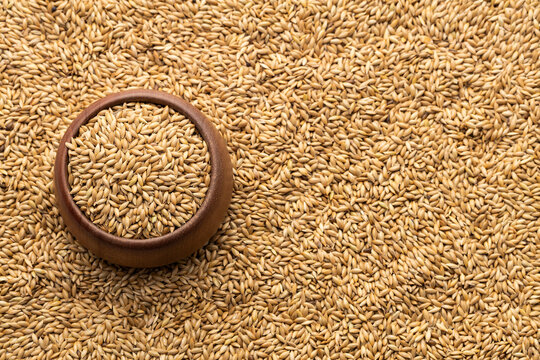 Phalaris canariensis - Organic and dried seeds for canary and parrot food.