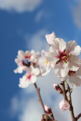 cherry tree blossom