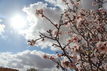 cherry blossom in spring