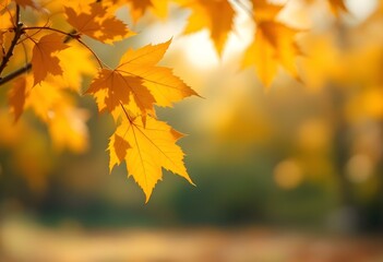 Fototapeta premium Close-up of a yellow autumn leaf. A bright orange tree changes with a blurred bokeh background. Golden colors in the park on a light, sunny, and warm October day.