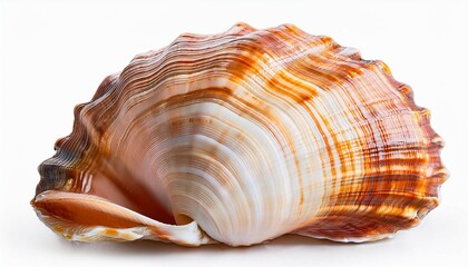 Obraz premium close up of ocean shell png cut out without background